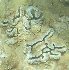 Montipora capitata