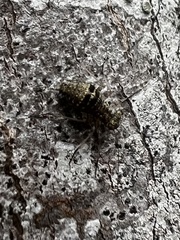 Mesopsocus