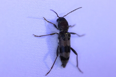 Xylotrechus colonus