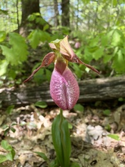 Cypripedium acaule