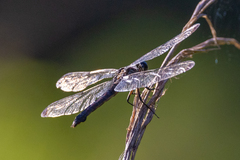 Libellula incesta
