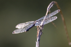 Libellula incesta