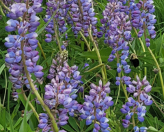 Lupinus polyphyllus