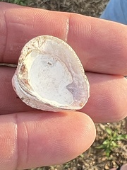Chione elevata