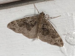 Ecliptopera silaceata