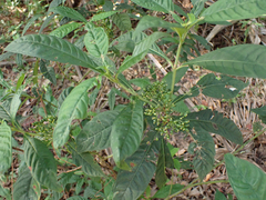 Psychotria tenuifolia