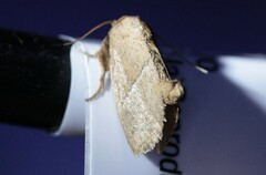 Apoda rectilinea