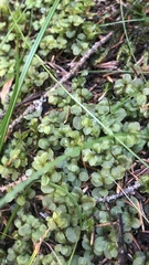 Rhizomnium punctatum