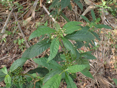 Psychotria tenuifolia