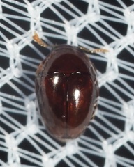 Phalacridae