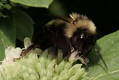 Bombus citrinus