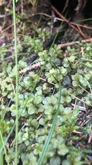 Rhizomnium punctatum
