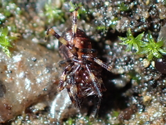 Triaenonychidae