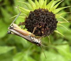 Paroxya atlantica