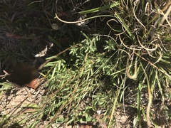 Leptorhynchos squamatus