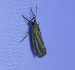 Cisthene striata