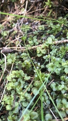 Rhizomnium punctatum