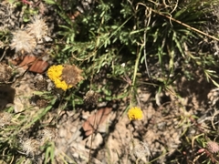 Leptorhynchos squamatus