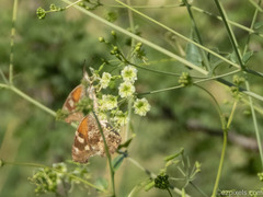 Libytheana carinenta