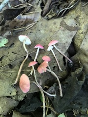 Cystolepiota