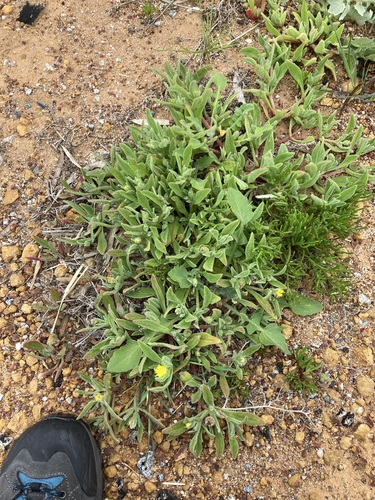 Image of Cleretum papulosum by (c) Thomas Mesaglio, some rights reserved (CC BY)