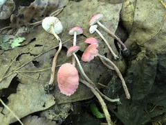 Cystolepiota