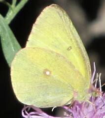Colias interior