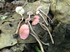 Cystolepiota