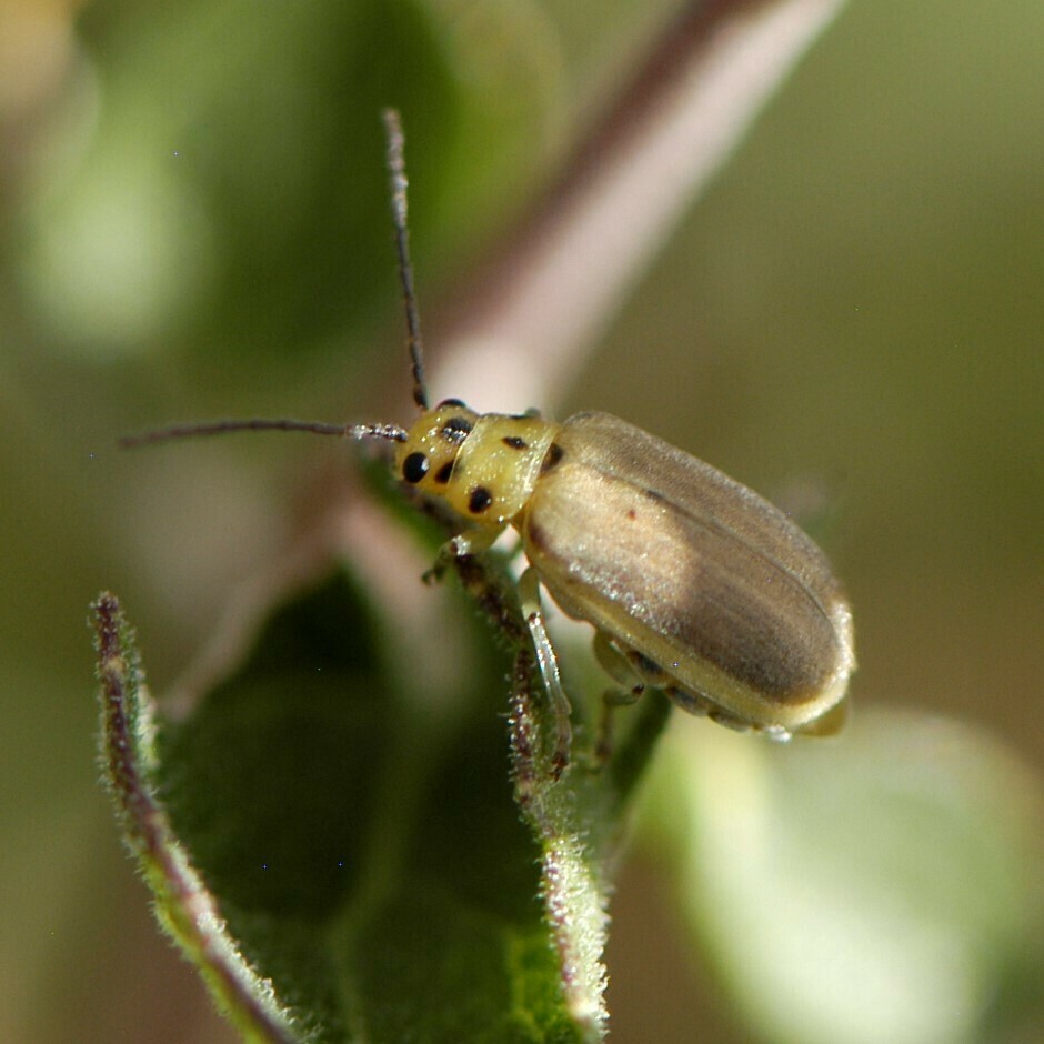 Trirhabda schwarzi