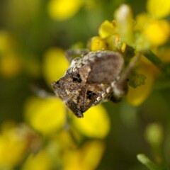 Merocoris curtatus