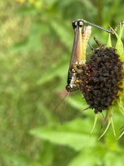 Paroxya atlantica