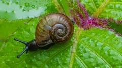 Ariophantidae