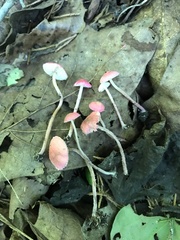 Cystolepiota