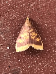Pyrausta acrionalis