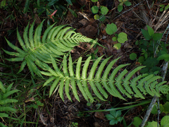 Pelazoneuron kunthii