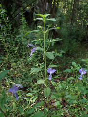 Trichostema dichotomum