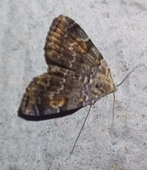 Idia americalis