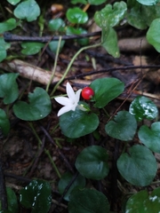 Geophila repens