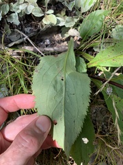 Solidago arguta