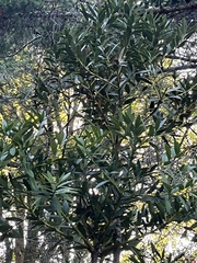 Agathis ovata