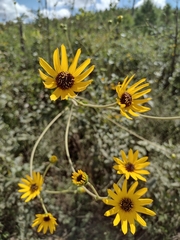 Helianthus silphioides