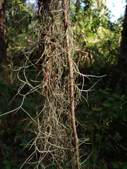 Tillandsia usneoides