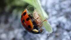 Dinocampus coccinellae