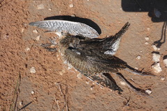 Bartramia longicauda