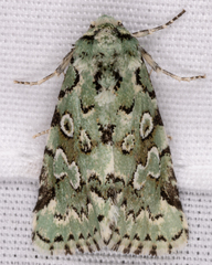 Bryolymnia viridata