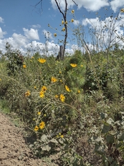 Helianthus silphioides