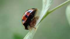 Dinocampus coccinellae