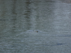 Negaprion brevirostris