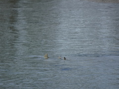 Negaprion brevirostris