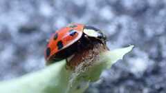 Hesperomyces harmoniae